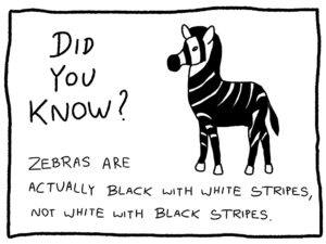 Fun Fact Trivia - Zebras are actually black with white stripes not white with black stripes