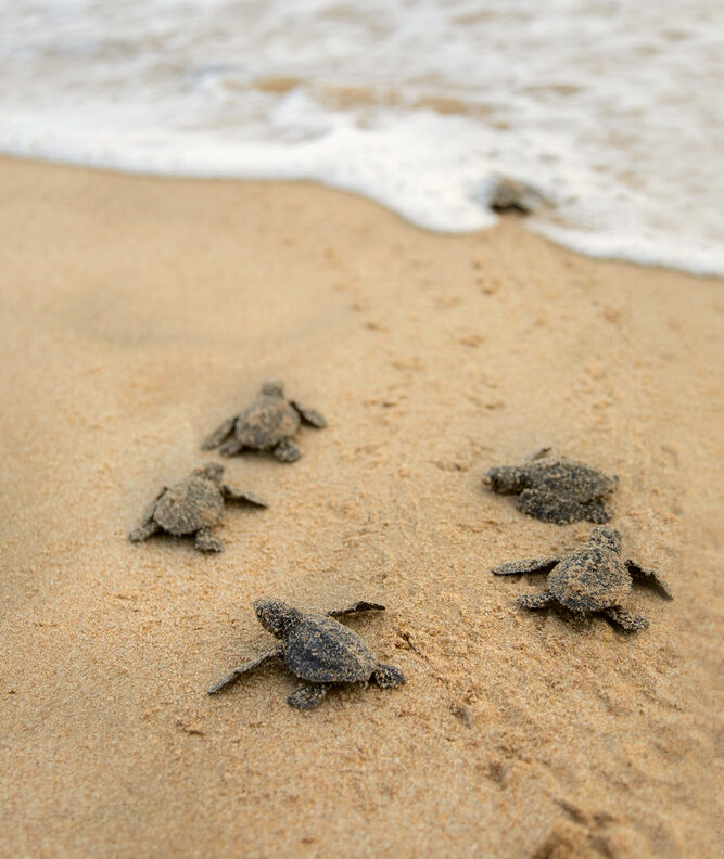 stock-photo-loggerhead-sea-turtle-emergence-turtles